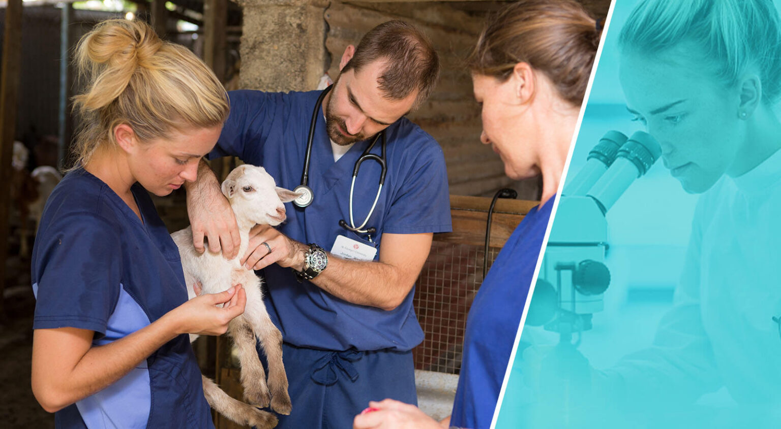 Veterinay Education Requirements Banner 1536x845 