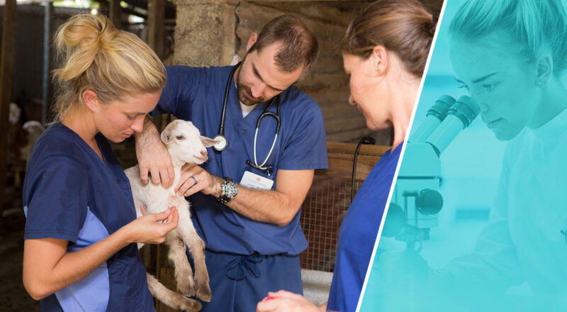 Breaking Down Veterinary Education Requirements - Veterinary Blog