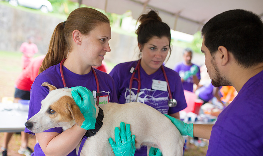 SGU Students Register 95% Pass Rate on Veterinary Licensing Examination ...